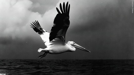 Poster -  Pelican flying above water, cloudy sky in background