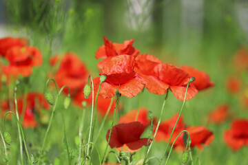 Wall Mural - Large red poppies on a background of green leaves.