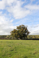 Wall Mural - Oak tree in the meadow