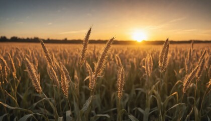 Golden hour glow illuminates a field of wheat at sunset