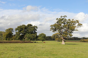 Wall Mural - Oak tree in the meadow