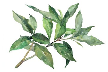 Wall Mural - Watercolor Painting of Green Leaves, Symbolizing Growth and Nature