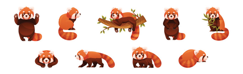 Wall Mural - adorable red panda as small fluffy mammal with dense reddish-brown fur and ringed tail in different 