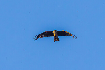 Canvas Print - eagle in flight