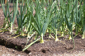 a bed of green healthy onions with beautiful flowers and fertile soil