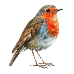 Watercolor Vector painting of a Robin bird, isolated on a white background, Robin vector, Robin clipart, Robin art, Robin painting, Robin Graphic, drawing clipart.