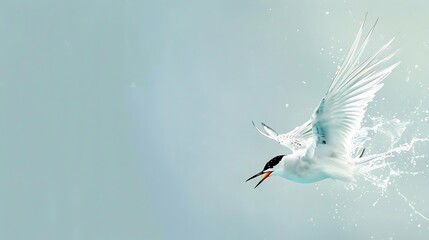 A sweet baby tern diving for fish on a pale blue background.