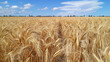 © Mahemud - Wheat Crop Ready for Harvest: An image depicting a wheat crop field, showcasing the crops ready for harvest under a clear sky.