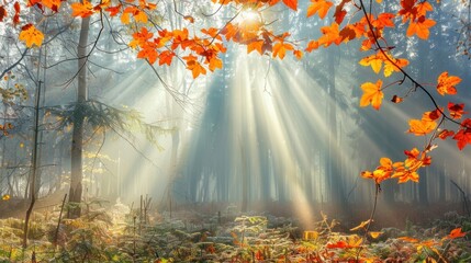 Wall Mural - Sunbeams Through Autumn Forest