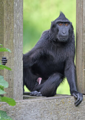 Wall Mural - crested macaque (macaca nigra) in natural habitat