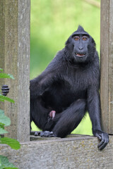 Wall Mural - crested macaque (macaca nigra) in natural habitat