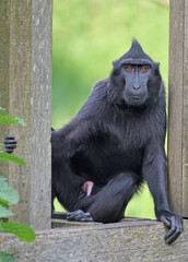 Wall Mural - crested macaque (macaca nigra) in natural habitat