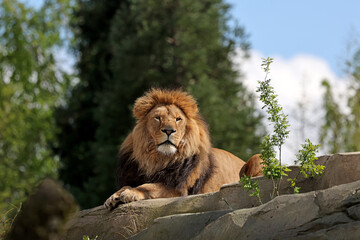 Poster - Lion (Panthera Leo) close up view