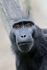 Wall Mural - crested macaque (macaca nigra) in natural habitat