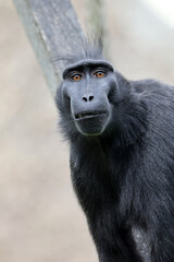 Canvas Print - Crested Macaque (Macaca Nigra) in natural habitat