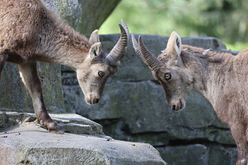 Canvas Print - Alpine ibex at nature view