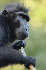 Canvas Print - Crested Macaque (Macaca Nigra) in natural habitat