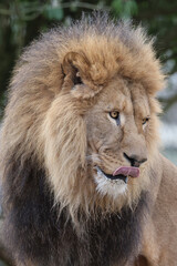 Wall Mural - Lion (Panthera Leo) close up view