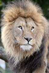 Canvas Print - Lion (Panthera Leo) close up view