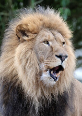 Canvas Print - Lion (Panthera Leo) close up view