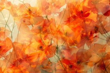 Poster - Double exposure of blooming orange poppies basking in soft sunlight creates a dreamy abstract floral background