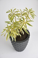 Poster - planta DRACENA SANDERIANA verde e amarelo em vaso preto 