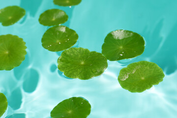 Centella asiatica leaves floating on the water