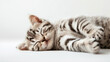 © Kanchanit - American Shorthair Cat Sleeping Peacefully on White Background