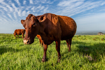 Wall Mural - A cow viewed with a fisheye lens, on a sunny day in the South Downs