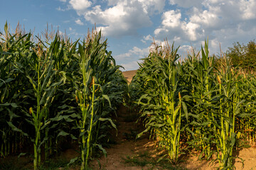 Wall Mural - A field of corn crops in the rural Isle of Wight countryside, with a blue sky overhead