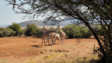 Safari Skyline At Rustenburg In North West South Africa. African Animals Landscape. Pilanesberg National Park. Rustenburg At North West South Africa. Big Five Animals. Wildlife Safari.