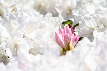 Closeup of pale pink flowers on a rhododendron blooming on a sunny spring day, as a nature background
