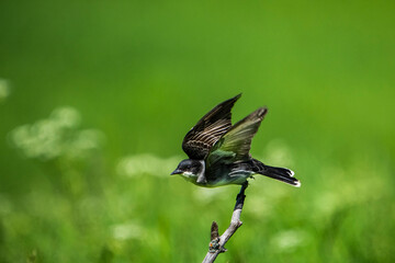 Wall Mural - Eastern Kingbirds perched on a branch on the lookout for insects