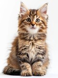 Fototapeta Koty - a Kurilian Bobtail kitten 