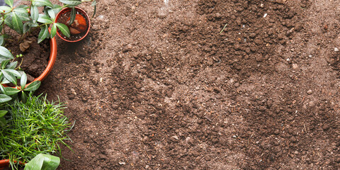 Wall Mural - Green plants on brown ground