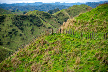 Wall Mural - Sheep Pasture in Manawatu-Whanganui Region - New Zealand