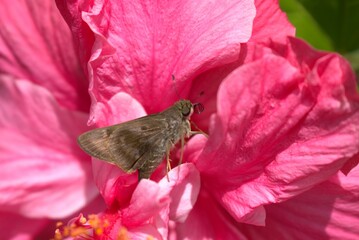 butterfly, insect, nature, flower, animal, macro, summer, wildlife, wings, garden, plant, spring, beauty, fly, orange, colorful, wing, butterflies, beautiful, fauna, small, leaf, tropical, meadow, gra