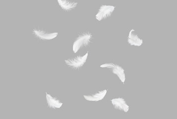 Wall Mural - abstract white bird feathers falling in the air. softness of feathers. feather on gray background.