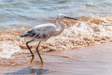 Canvas Print - White Western Reef Heron (Egretta gularis) at Sharm el-Sheikh beach, Sinai, Egypt