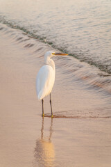 Wall Mural - Great egret (Ardea alba), a medium-sized white heron fishing on the sea beach