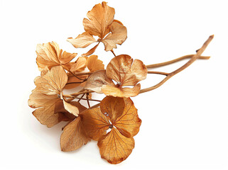 Wall Mural - Dried hydrangea flowers on a white background, isolated. Korean callistis leaves in autumn colors. An isolated dried hydrangea flower for floral arrangement, in a close-up view.


