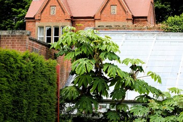 Wall Mural - green plant near an old red brick house with a tiled roof and beautiful windows