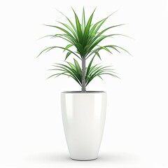 Wall Mural - plant pot photography on white background