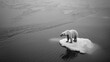© Justlight - A striking black and white image of a lone polar bear on a small melting ice floe bearing the message We are running out of time. Act now to save our planet from the effects of climate.