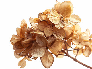 Wall Mural - Dried hydrangea flowers on a white background, isolated. Korean callistis leaves in autumn colors. An isolated dried hydrangea flower for floral arrangement, in a close-up view.


