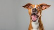 © Nataliia_Trushchenko - A dog with a big smile on its face. The dog is brown and white. It has a pink tongue sticking out