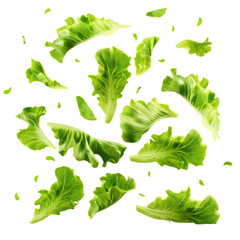 Canvas Print - Falling fresh green lettuce salad leaves isolated on transparent white background, clipping path