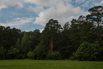 tall pines in the forest against the blue sky.