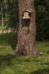 Wall Mural - A pigeon sits in a bird feeder on a tree in a park on a spring day. Wildlife and birds concept. Close-up