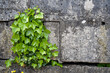 © S J Lievano - ivy plant on a hard concrete wall